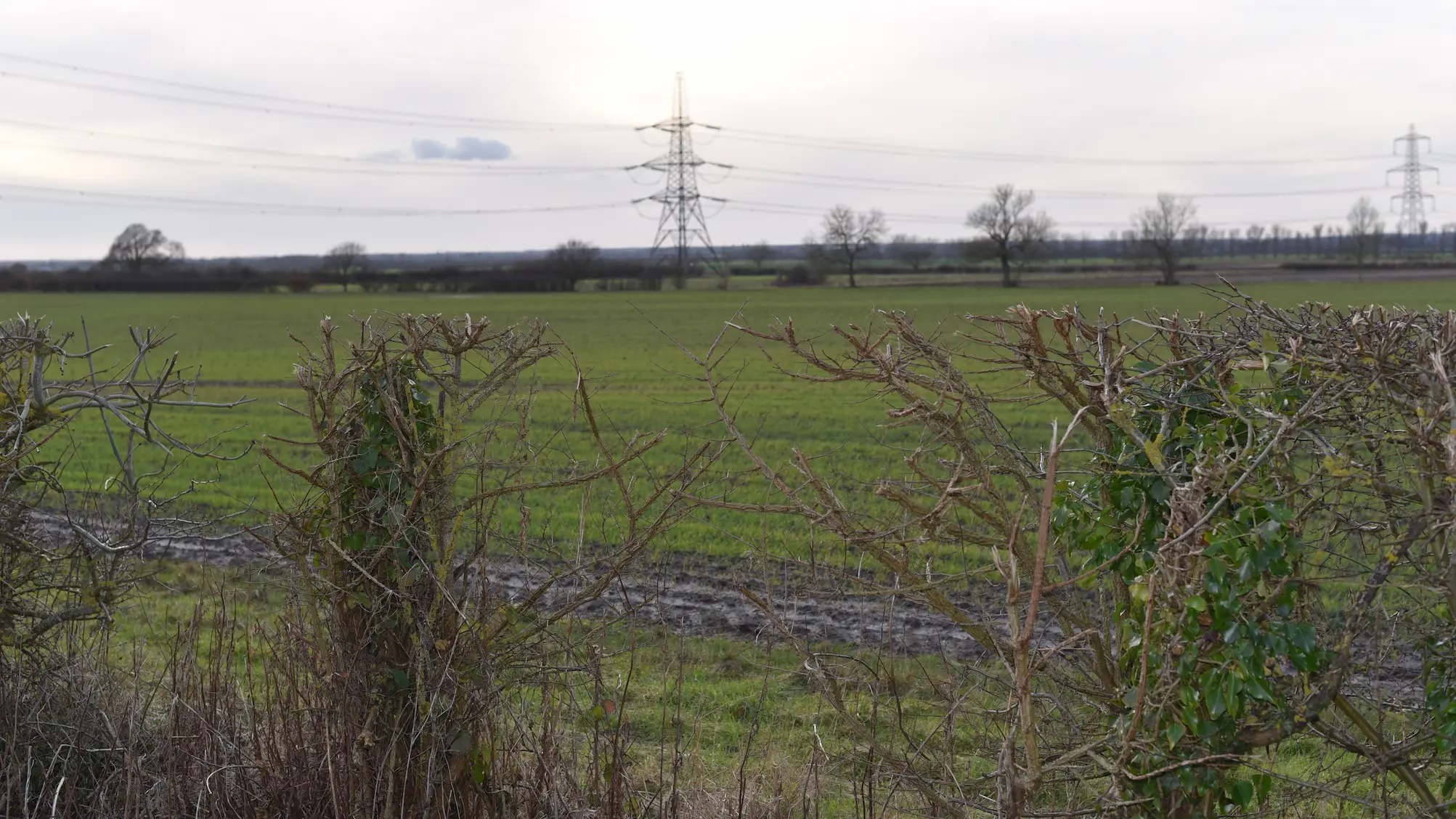 Green field with electricity pylon in the background